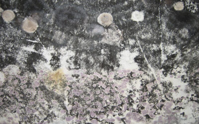 How Mold Affects Your Health in CT