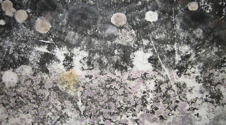 How Mold Affects Your Health in CT
