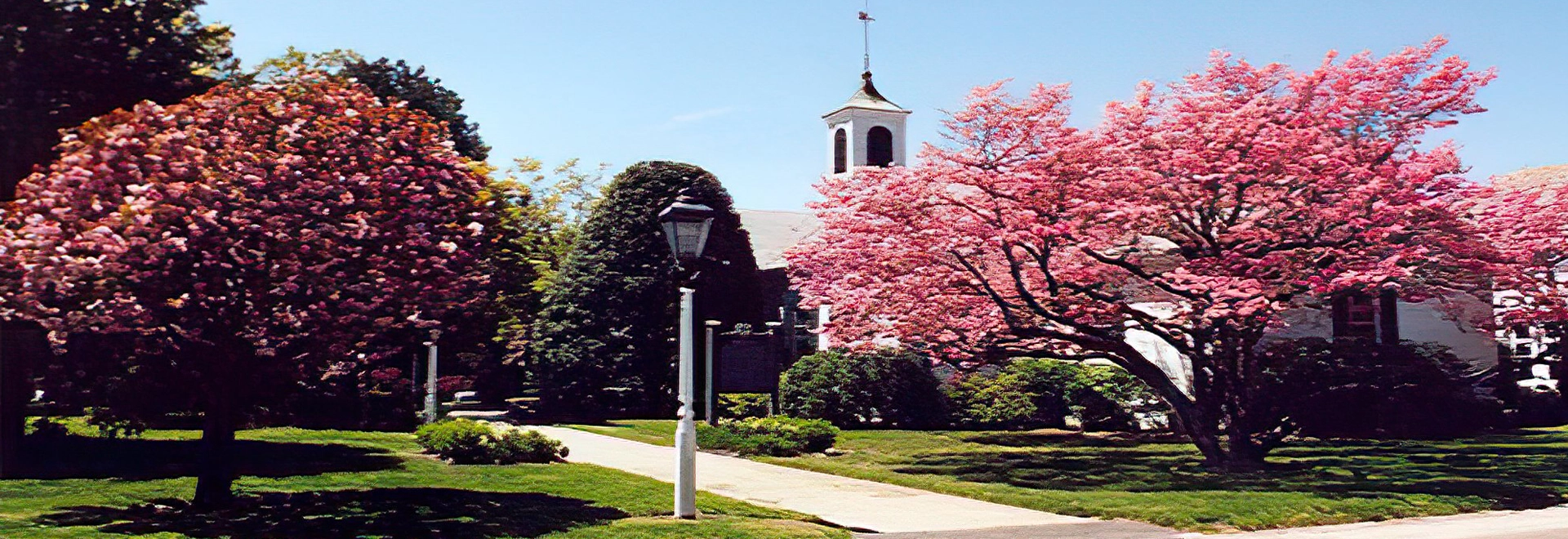 Weston Town Hall surrounded by vibrant pink flowering trees in spring.